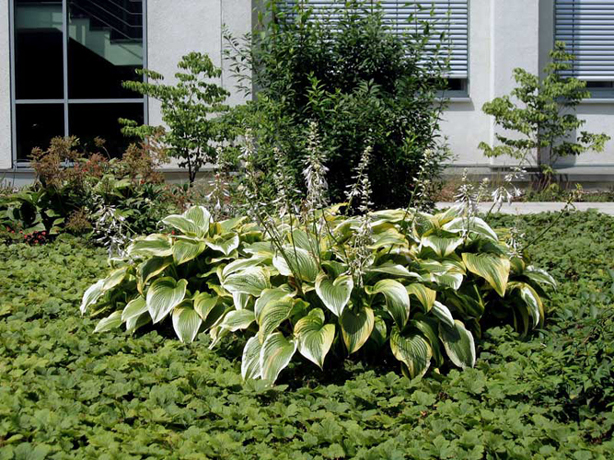 n_n_b_37  Goldrand-F.jpg